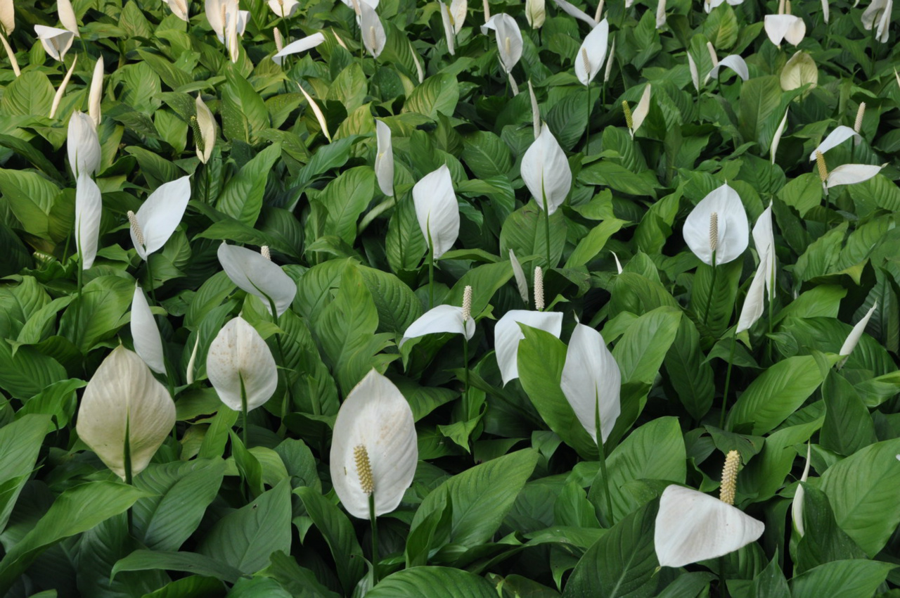 Mojo lime peace lily