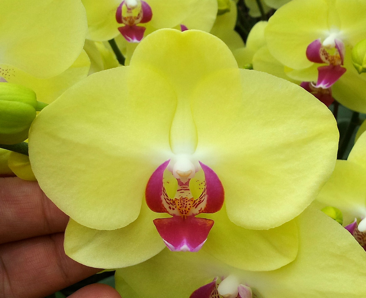 Красно желтая орхидея. Фаленопсис Еллоу. Фаленопсис Yellow spotty. Фаленопсис желтая Жемчужина. Фаленопсис Биг Стоун.