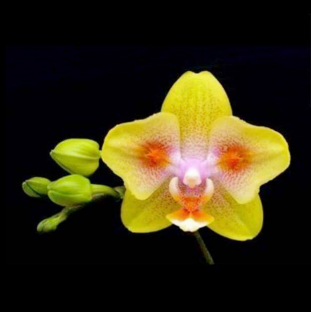 орхидея бэтмен фото
